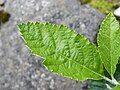 Upper surface of a leaf