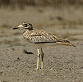 Senegal thick-knee