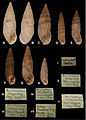 Spixia species in mollusc collection in Museum für Naturkunde Berlin - ZooKeys-279-001-g033