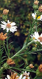 part of an inflorescence of Symphyotrichum pilosum variety pilosum showing pubescent stems and several white flower heads