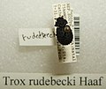 Trox rudebecki