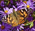 Australian Painted Lady