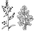 Wormwood (PSF).png