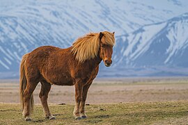 Zaniskari Horse in Ladakh