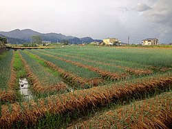 Fields of spring onion in Sanxing Township