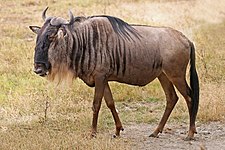 Blue wildebeest (Connochaetes taurinus)