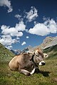 Braunvieh cattle Credit: Daniel Schwen License: CC-BY-SA 2.5, GFDL