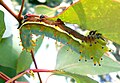 Caterpillar feeding on a eucalyptus leaf