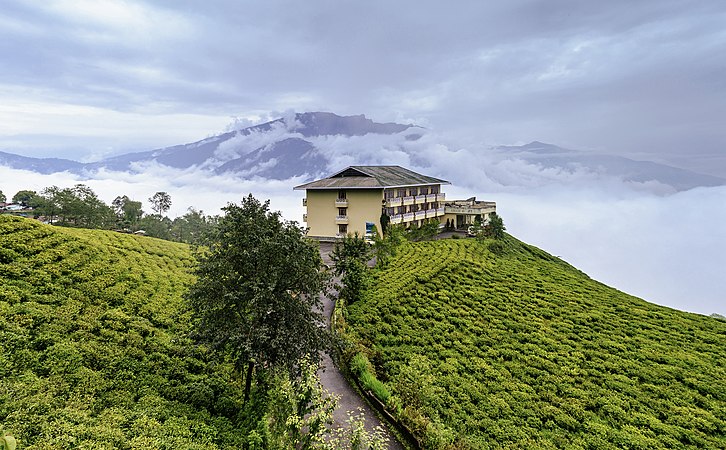 图为印度东北部锡金邦的茶园，印度是世界第二大的茶叶生产国。