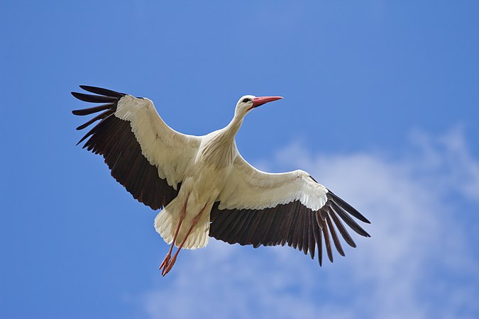 西班牙马德里的白鹳（Ciconia ciconia）