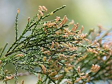 Male cones with pollen