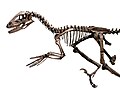 恐爪龍的骨架