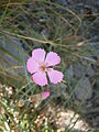 Dianthus sylvestris