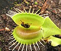 Chrysomelid beetle (Paria) trapped by Dionaea muscipula