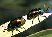 Dogbane leaf beetles Chrysochus auratus