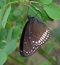 Ventral view