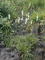 Eriophorum latifolium