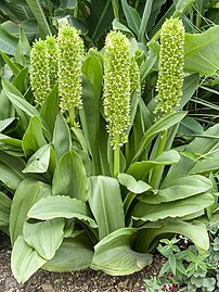 大鳳梨百合（E. pallidiflora subsp. pole-evansii）