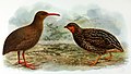 Illustration of the Chatham rail and the New Zealand quail from 1907
