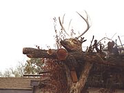 Deer Head on top of the Yavapai resting area.