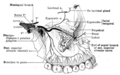 Scheme of the Distribution of the Trigeminal Nerve