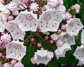 Mountain Laurel (Kalmia latifolia)