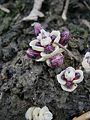 Lathraea clandestina buds