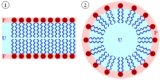 Request: Redraw as SVG. Taken by: Urutseg New file: Lipid bilayer and micelle.svg