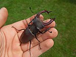 Lucanus cervus cervus