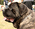 The "Neapolitan Mastiff" in question is writing articles and trying to get them right.