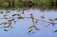Boehm's Bee-eater
