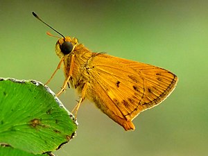 Ventral view