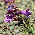 Flowers of Penstemon parvulus