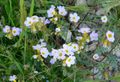 Phacelia fremontii