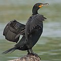 Phalacrocorax-auritus