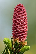 Picea abies young female cone - Keila