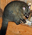 Brushtail Possum (Cradle Mountain)