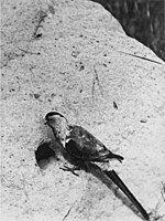 A paradise parrot photographed next to its burrow in 1922.