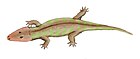 莱因鳄螈（Rhinesuchus whaitsi）