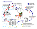 Schistosomiasis Life Cycle.png (18 times)