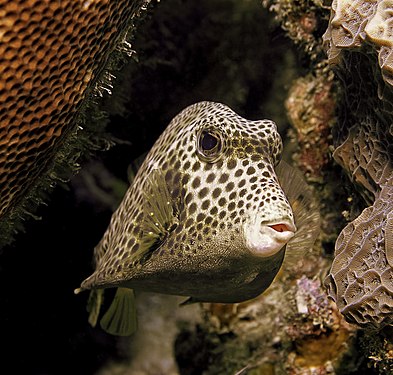 The spotted trunkfish is found in reefs throughout the Caribbean, as well as the south eastern Atlantic Ocean. The species gets its name from the black spots it has covered over its yellow-golden body. (created by Betty Willis and nominated by Atsme)