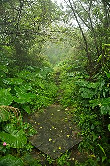 Photograph of an abandoned mining trail in Taiwan lined with shrubs and trees