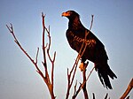 Wedge tailed eagle