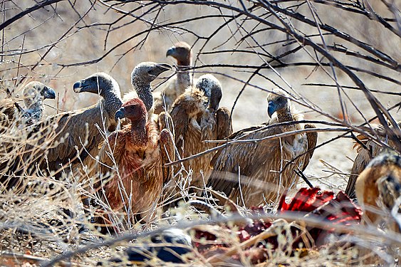 White-backed vulture (gyps africanus) waiting their turn at a Springbok carcass near Okaukuejo in Etosha National Park, Namibia