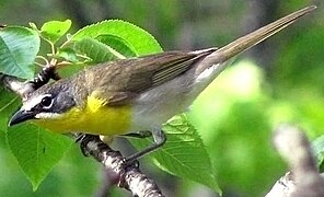 A Yellow-breasted chat on a branch