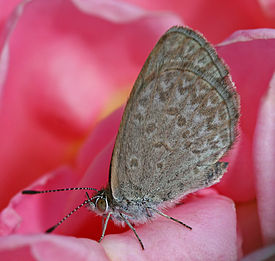 Common Grass Blue