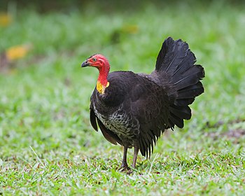 Australian Brushturkey