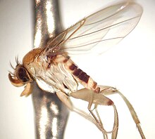 female fly attacking bee