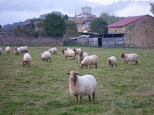 在农场的羊