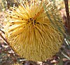 Ironcap banksia